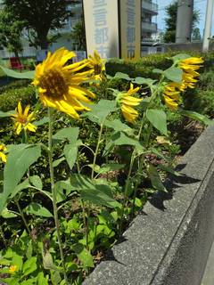line_oa_chat_250719_110025.jpg