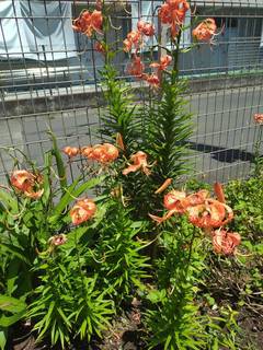 line_oa_chat_250719_110029.jpg
